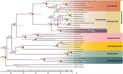 New mitogenomes in deep-water endemic Cocculinida and Neomphalida shed light on lineage-specific gene orders in major gastropod clades